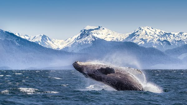 8 of the best things to do in US national parks, monuments and sites